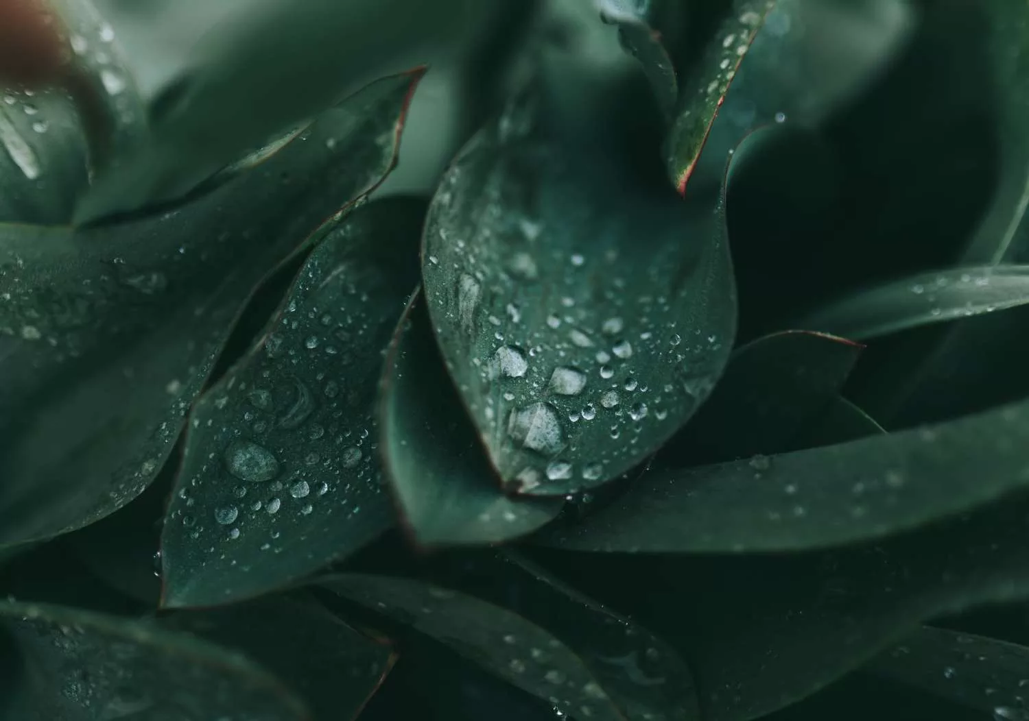 cole keister 8V1gfeaPP1Y unsplash jpg